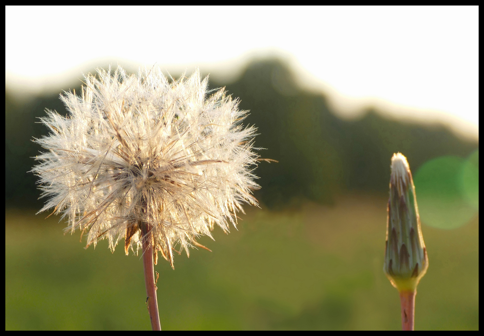 Pusteblume in der Abendsonne