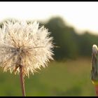 Pusteblume in der Abendsonne