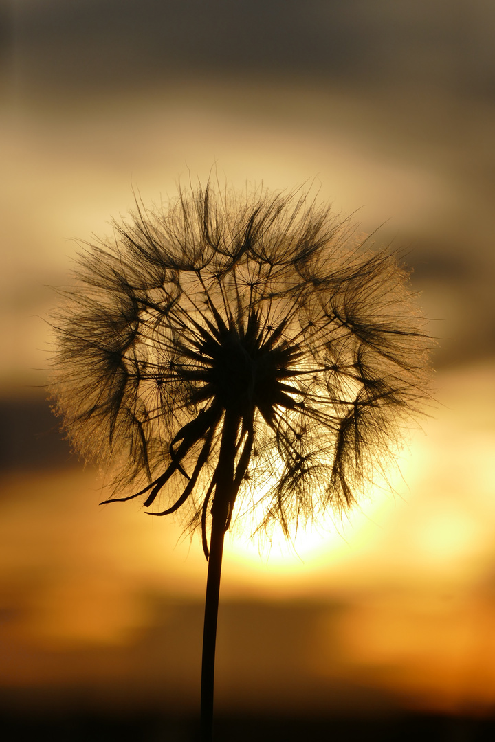 Pusteblume in der Abendsonne