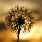 Pusteblume in der Abendsonne