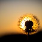 Pusteblume in der Abendsonne