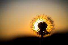 Pusteblume in der Abendsonne