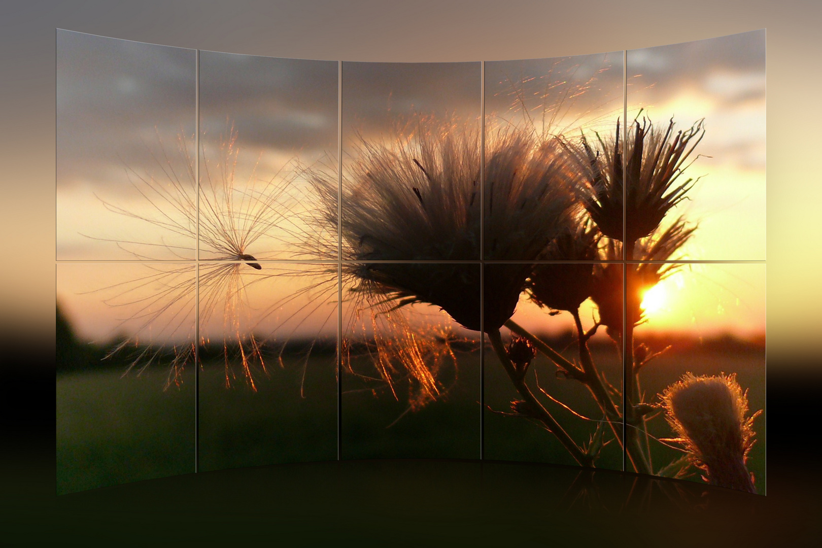 Pusteblume in der Abendsonne