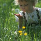 Pusteblume in der Hand 3