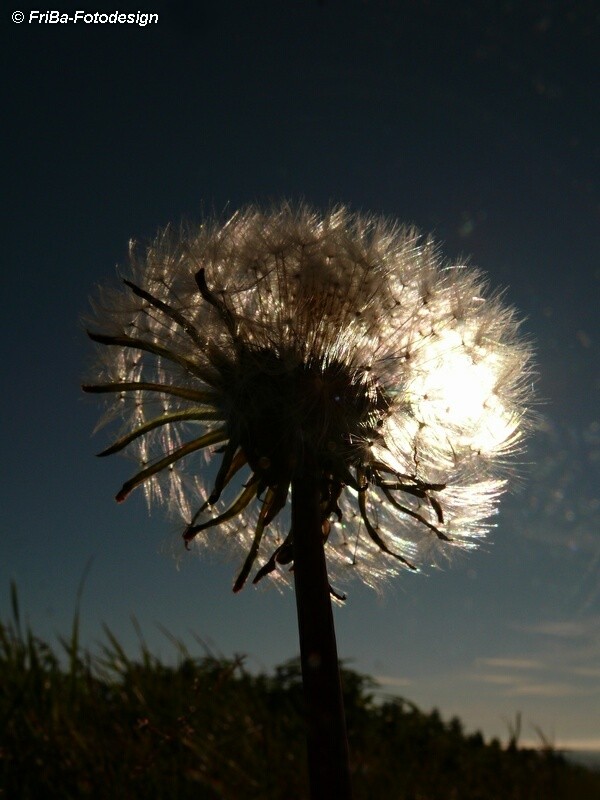 Pusteblume in der Herbstsonne