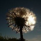 Pusteblume in der Herbstsonne