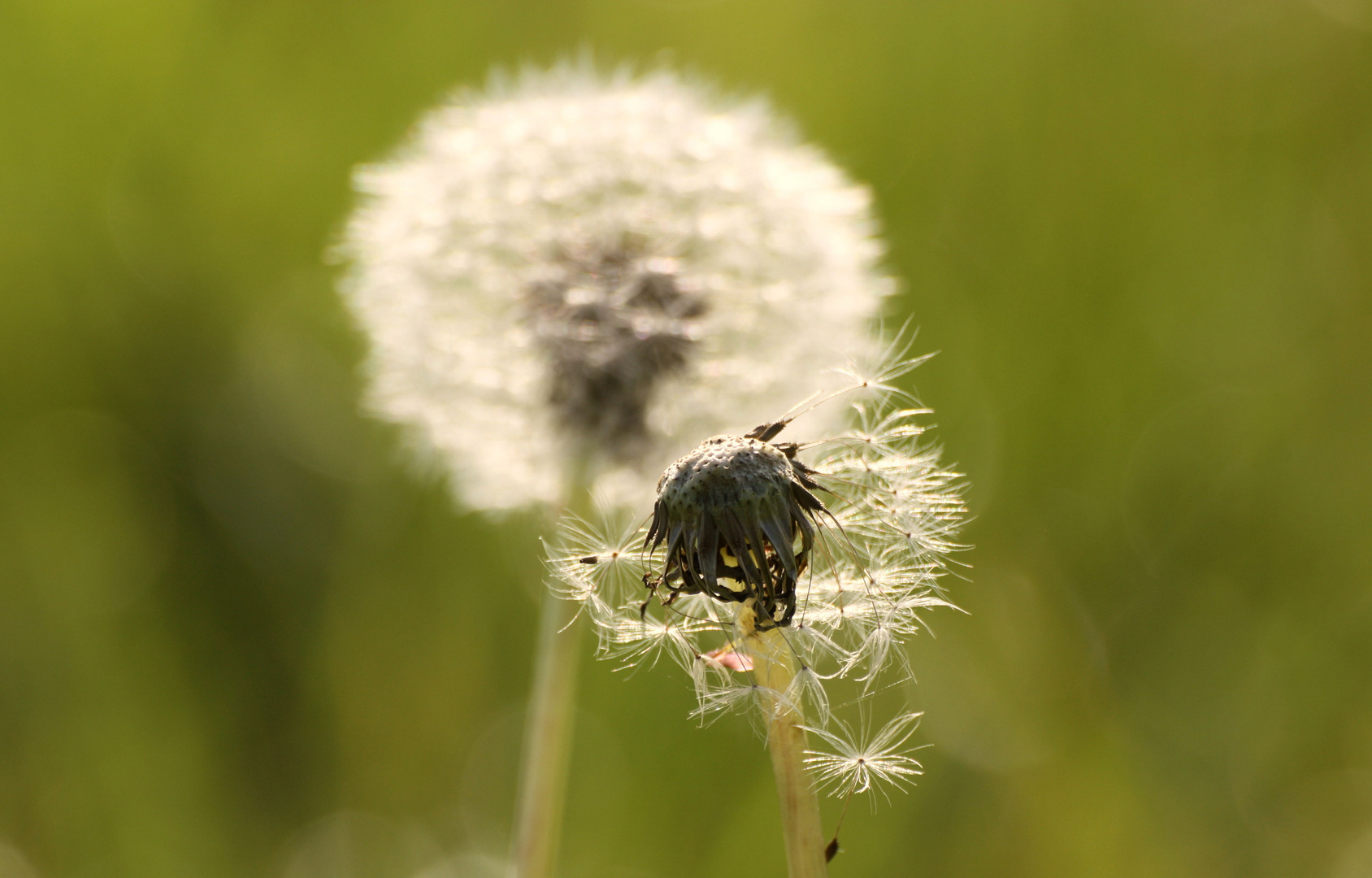 Pusteblume in der Morgensonne