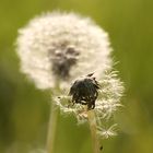 Pusteblume in der Morgensonne