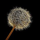 Pusteblume in der Nacht...