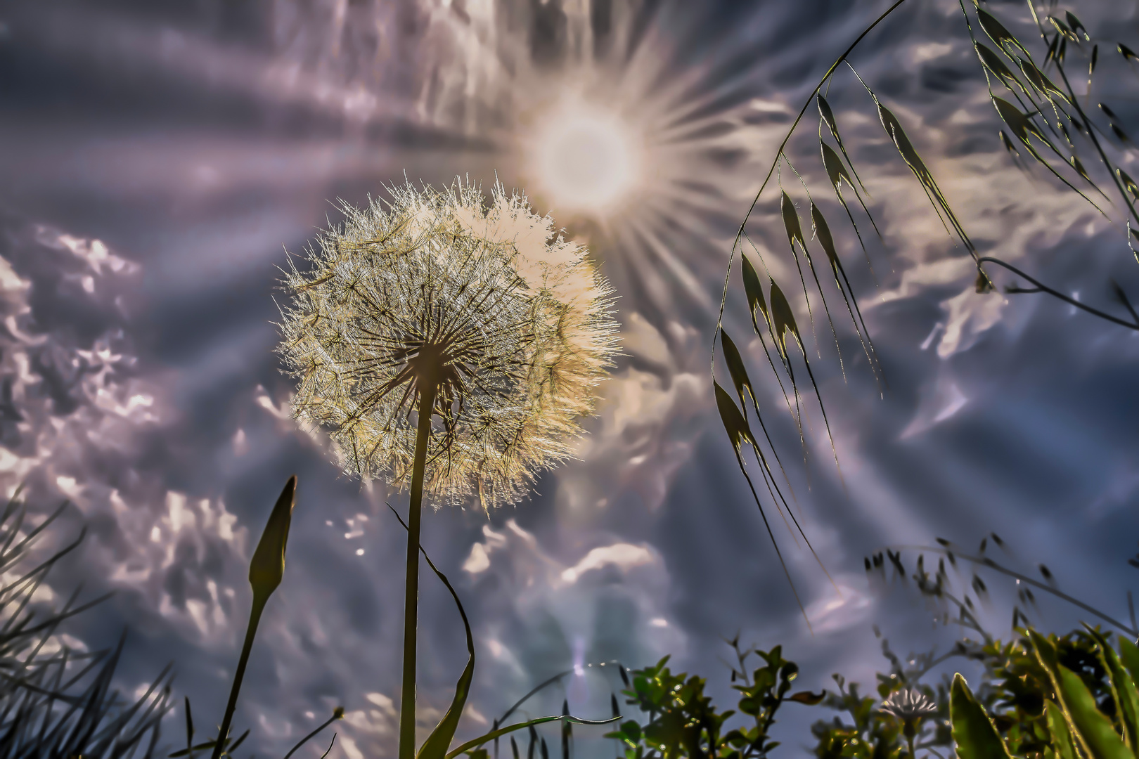 Pusteblume in der Sonne