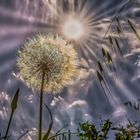 Pusteblume in der Sonne