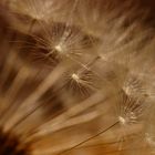 Pusteblume in der Sonne