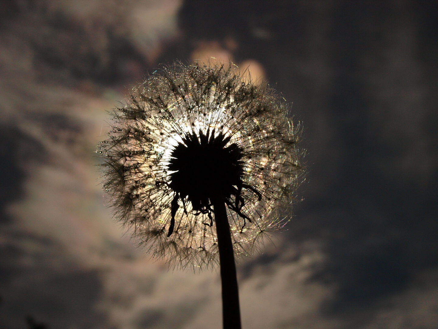 Pusteblume in der Sonne