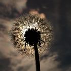 Pusteblume in der Sonne