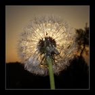 Pusteblume in der Sonne