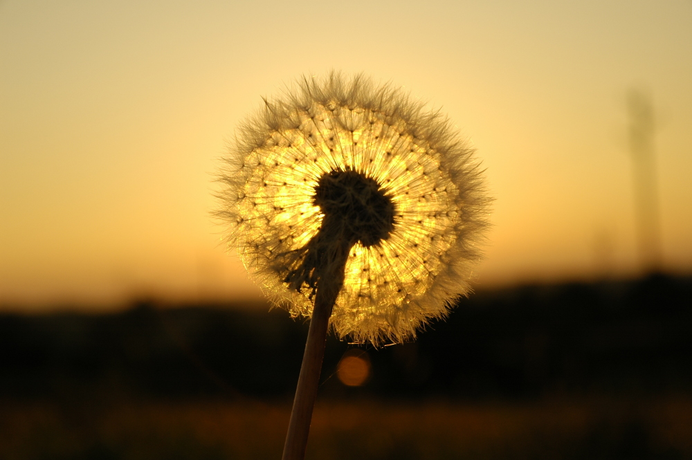 Pusteblume in goldenem Licht