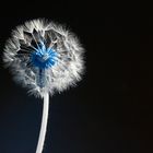 Pusteblume in Infrarot