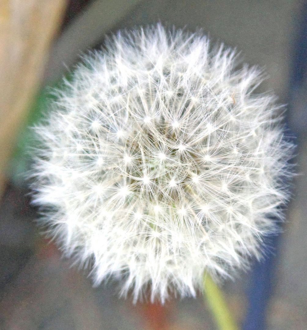 Pusteblume in meinem Garten Foto & Bild deutschland, europe, fotos