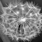 Pusteblume in monochrom