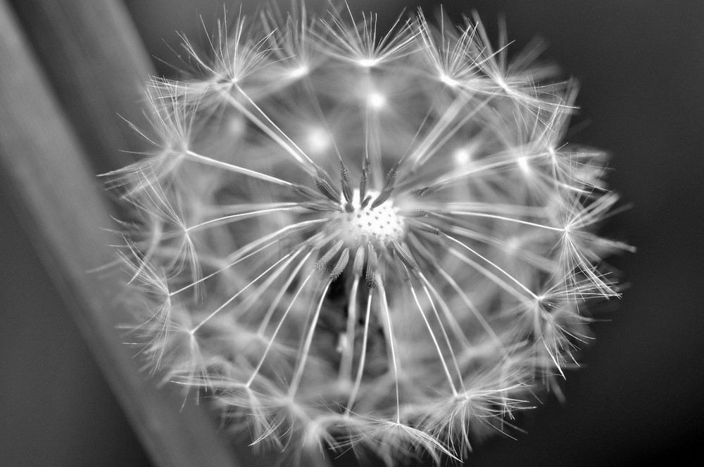 Pusteblume in monochrom