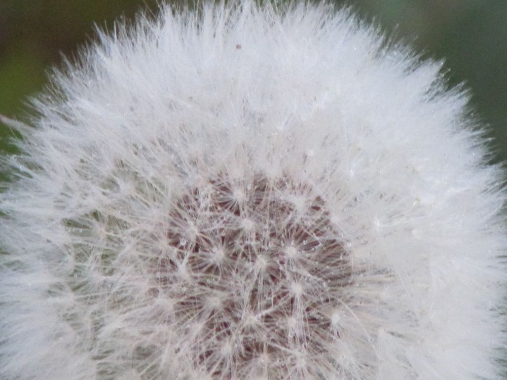 Pusteblume in Nahaufnahme