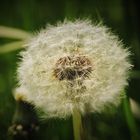 Pusteblume in Perfektion