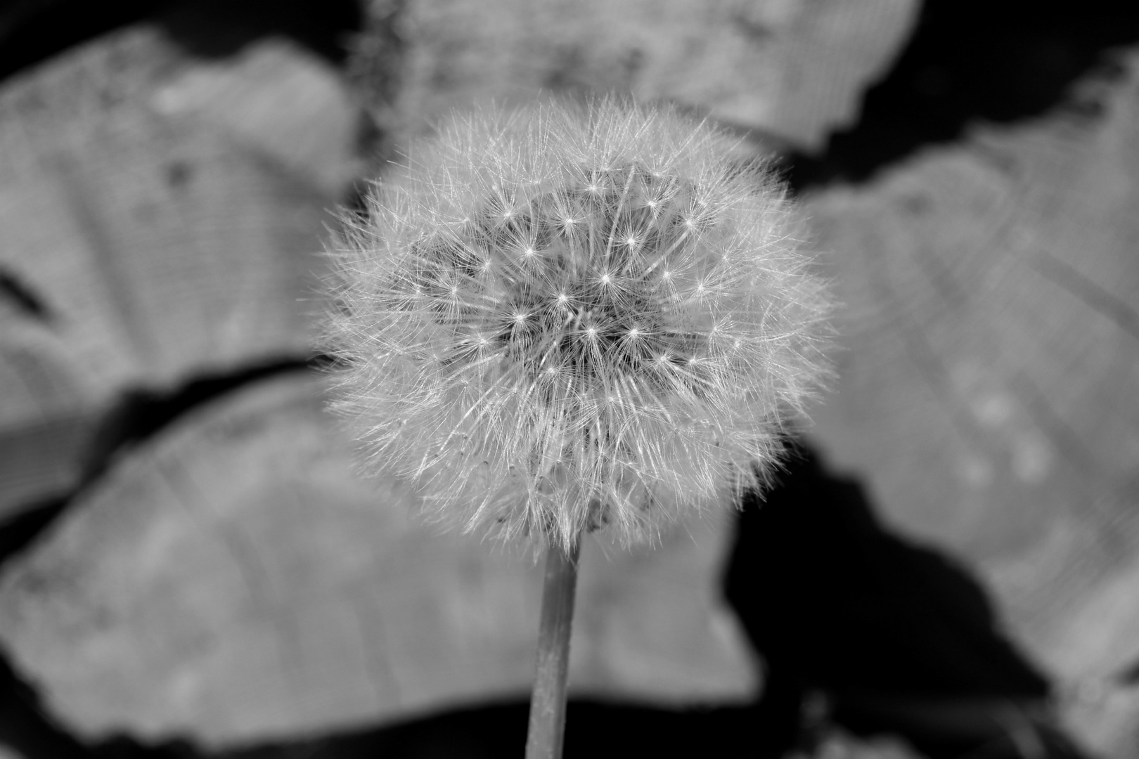 Pusteblume in schwarz