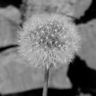 Pusteblume in schwarz