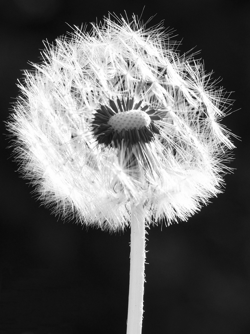 Pusteblume in schwarz-weiß