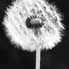 Pusteblume in schwarz-weiß