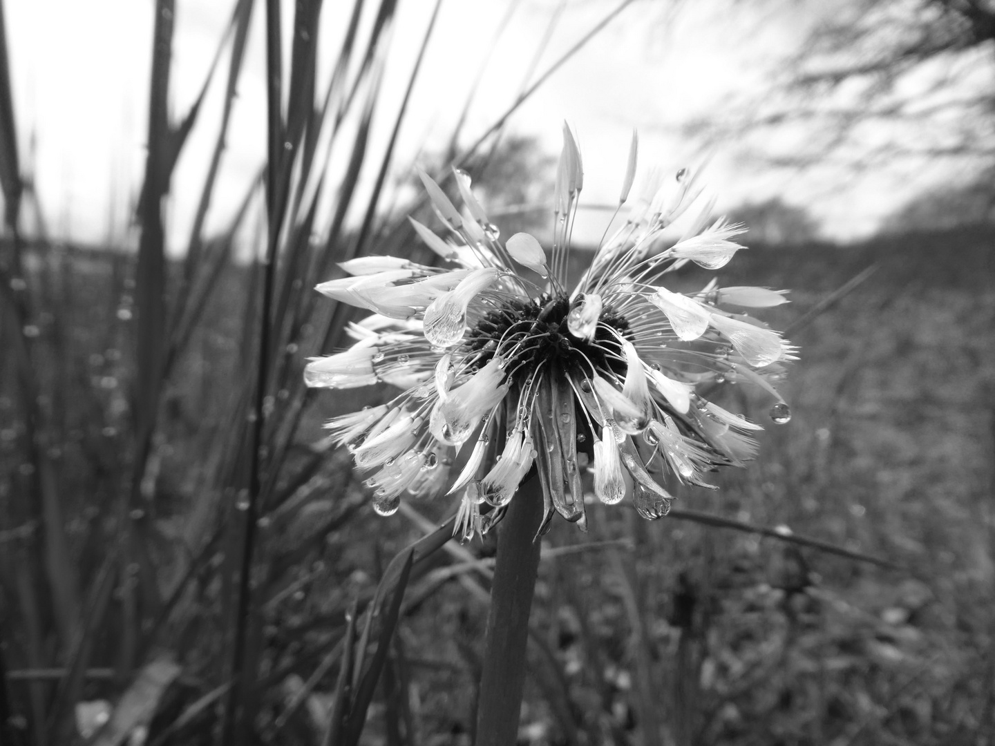 Pusteblume in schwarz weiß