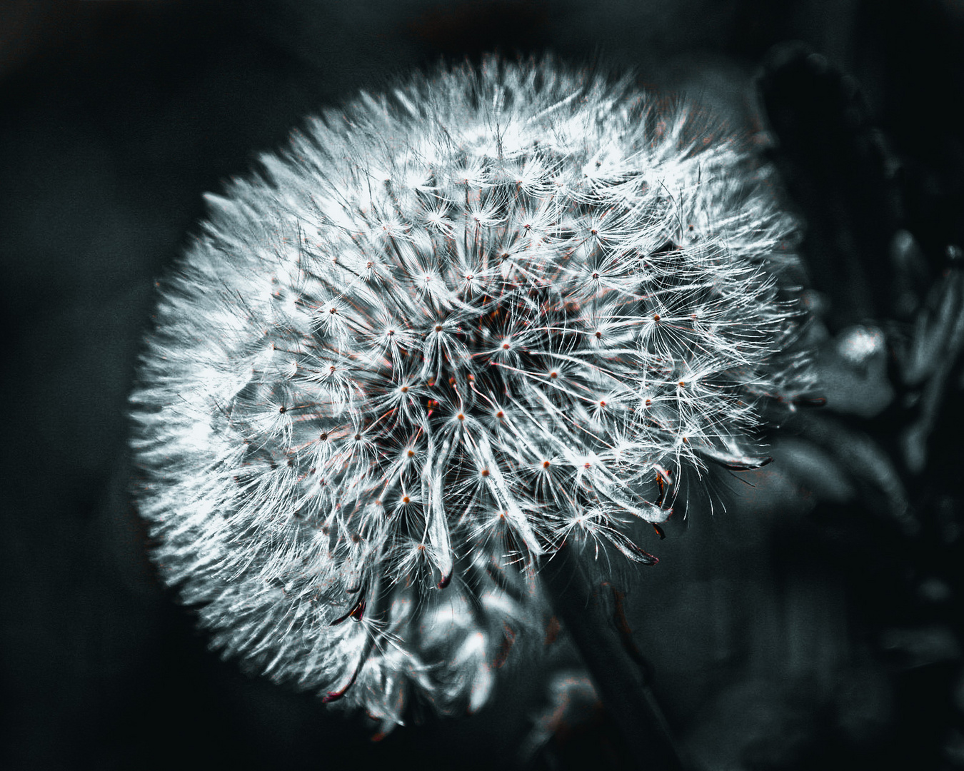 Pusteblume in schwarzweiss 