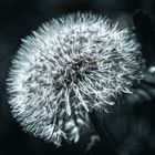 Pusteblume in schwarzweiss 