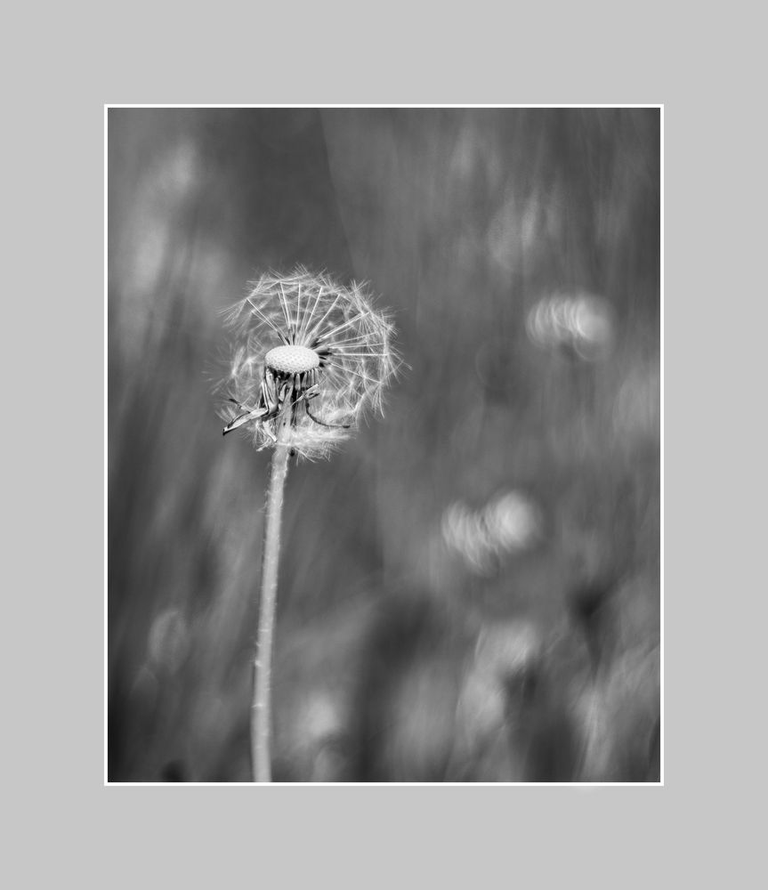 Pusteblume in sw 1