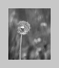 Pusteblume in sw 1