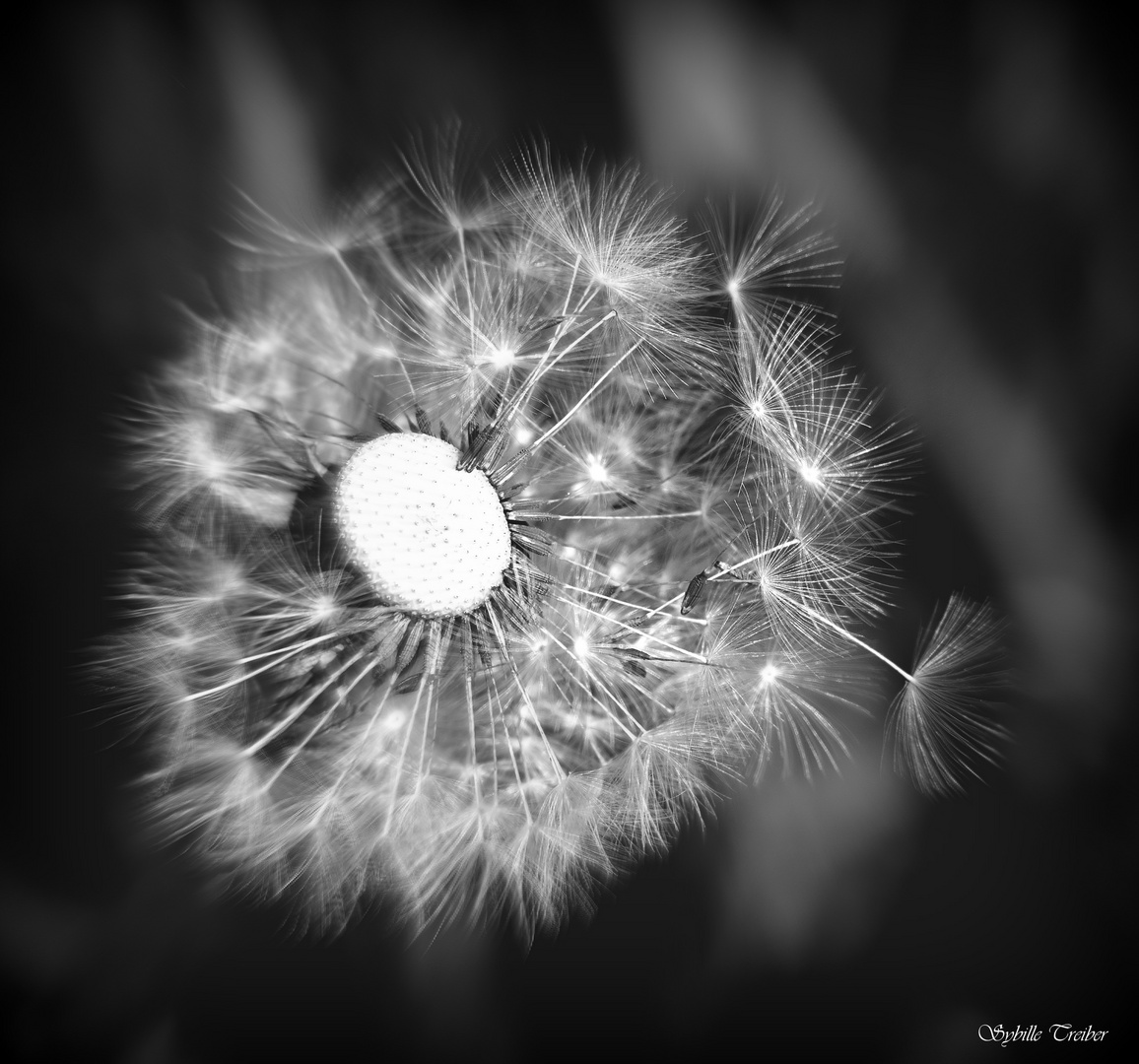 Pusteblume in s/w