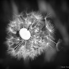 Pusteblume in s/w