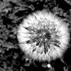 Pusteblume in s/w