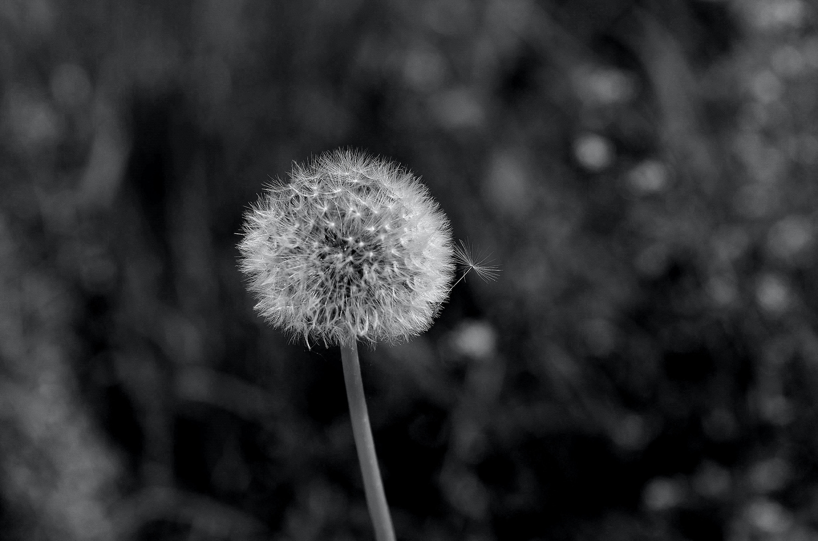 Pusteblume in SW....