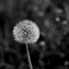 Pusteblume in SW....