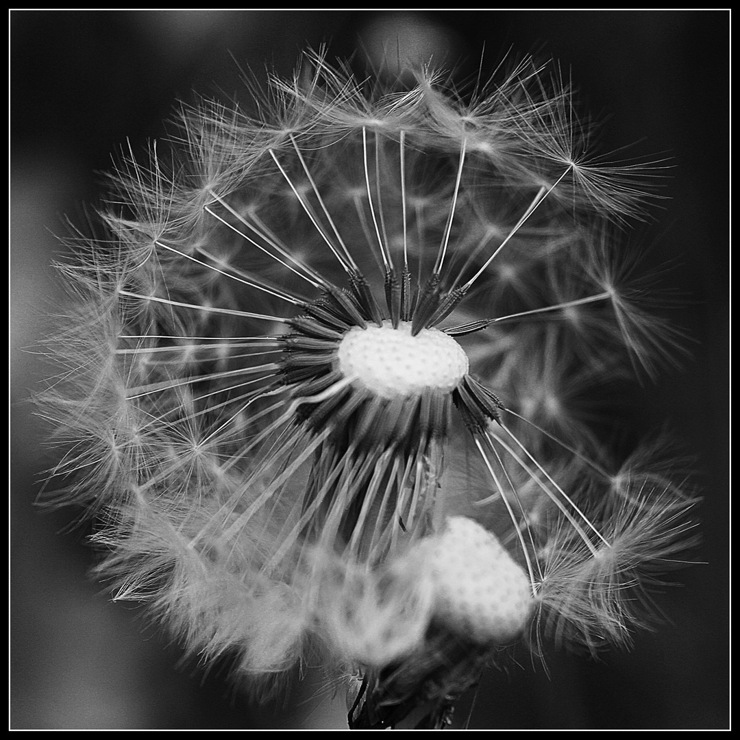 Pusteblume in SW