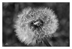 Pusteblume in s/w