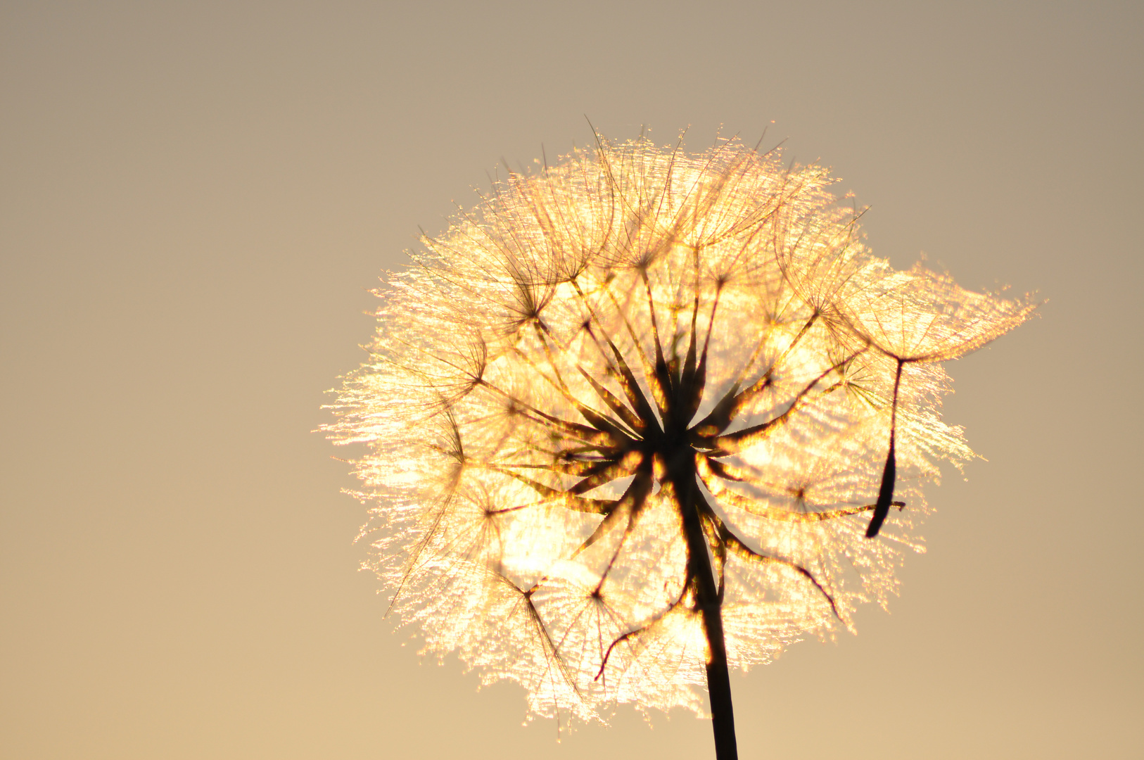 Pusteblume in the Sun