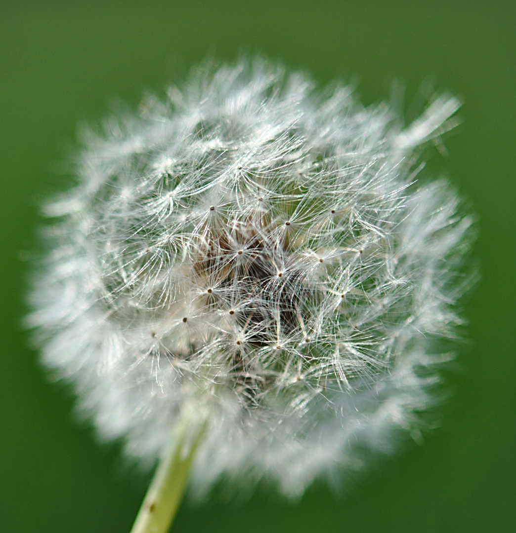 Pusteblume in voller Pracht