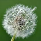 Pusteblume in voller Pracht