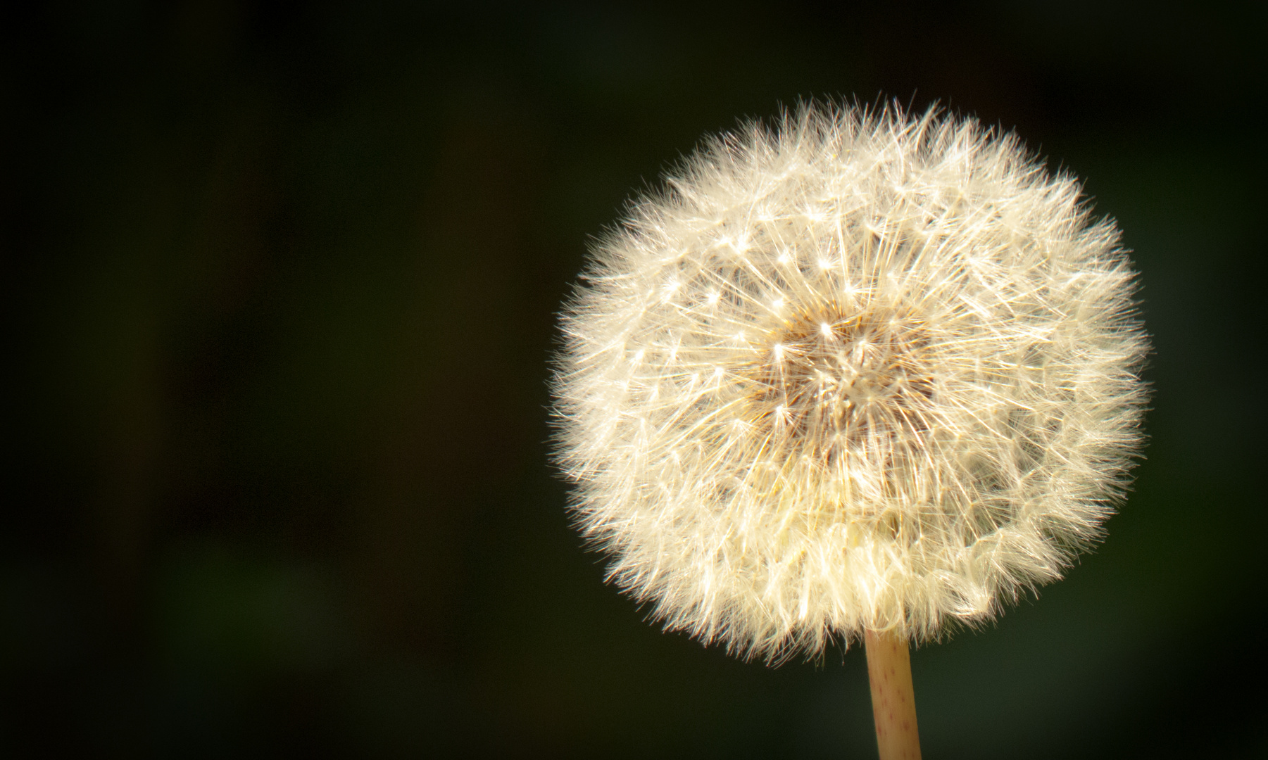 Pusteblume in voller Pracht