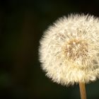 Pusteblume in voller Pracht