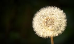 Blumen und Insekten 