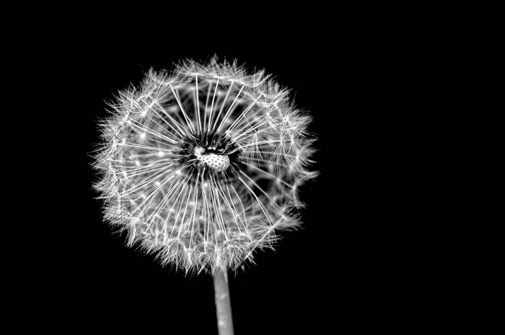 Pusteblume in weiß