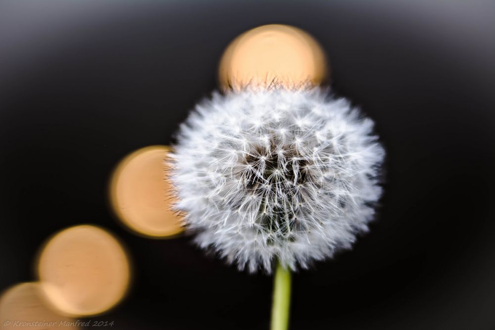 Pusteblume Indoor